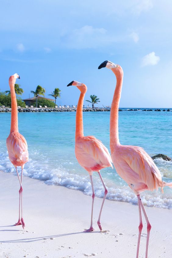 Plan Now for a Flamingo Summer Birthday Party